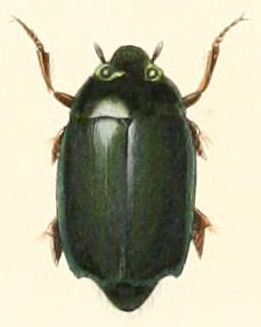 File:Gyrinus depressus.jpg