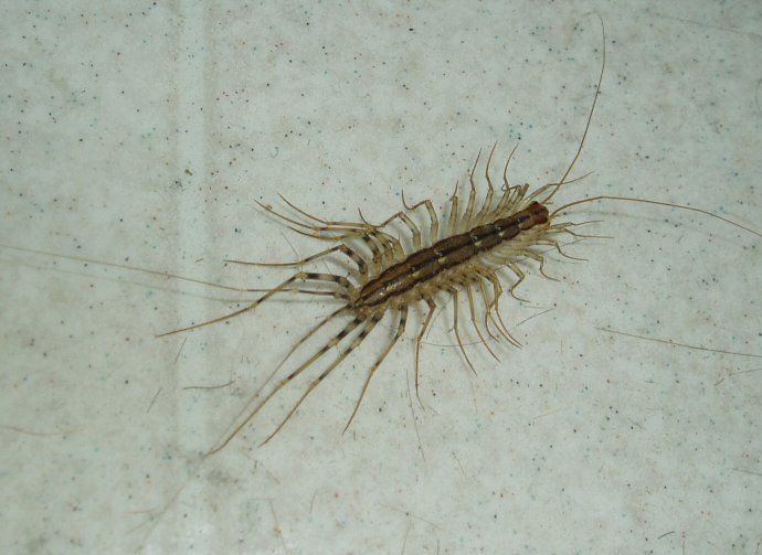 File:House centipede.jpg