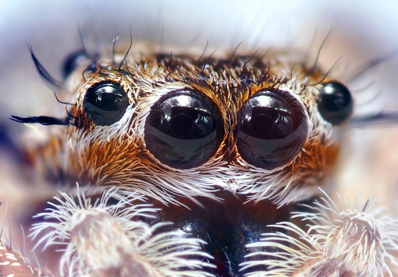 File:Jumping Spider Eyes.jpg