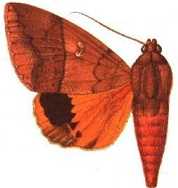 File:Lagoptera regia.JPG