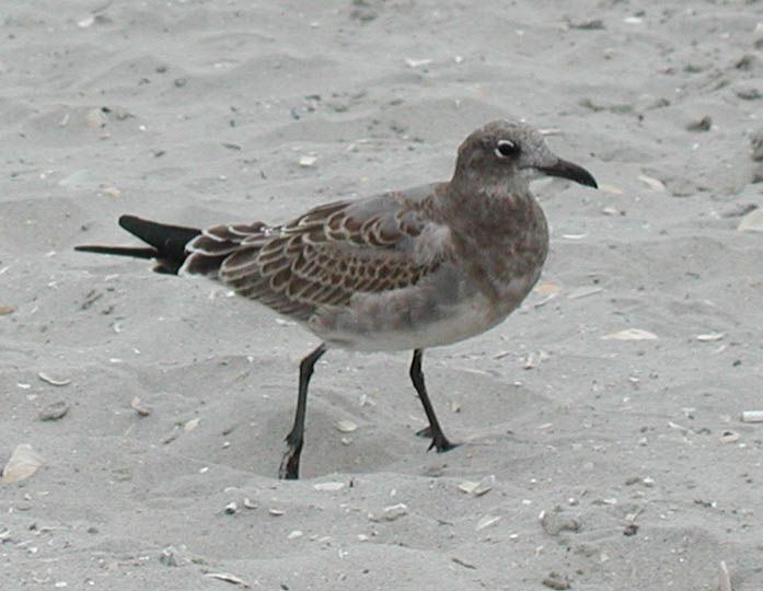 File:Laughing Gull juvenile.jpg