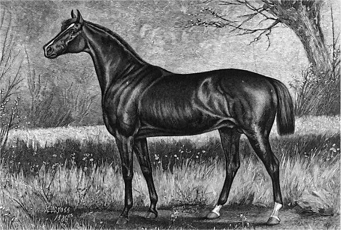 File:Leonatus (horse).jpg