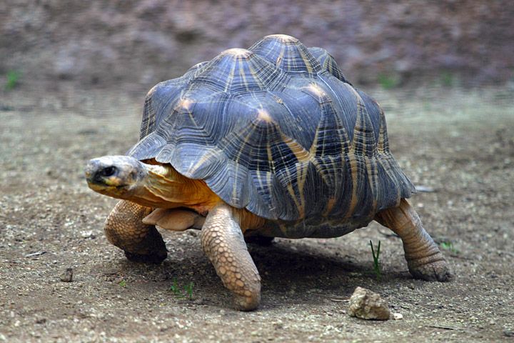 File:Lightmatter tortoise.jpg