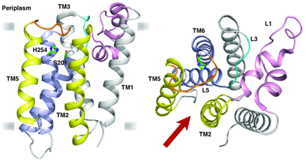 File:Lossless-page1-440px-GlpG structure tif.png