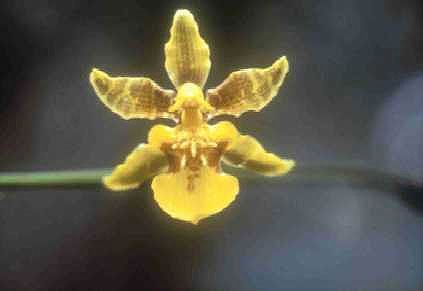 File:Oncidium floridanum.jpg