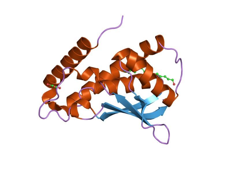 File:PDB 1wc9 EBI.jpg