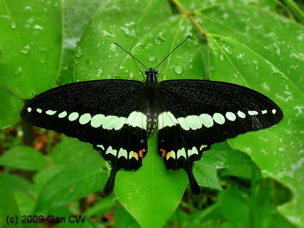 File:Papilio demolion.jpg