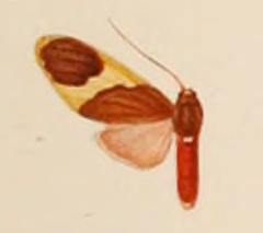 File:Paranerita inequalis.jpg