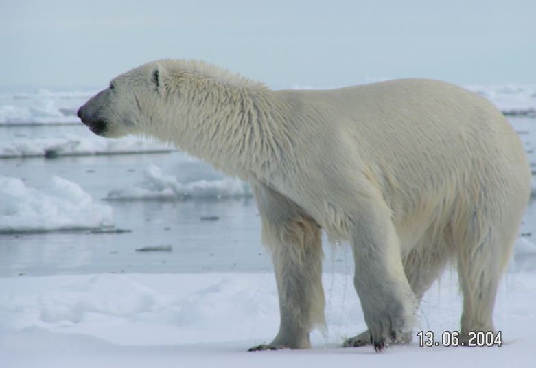 File:Polarbear spitzbergen 1.jpg