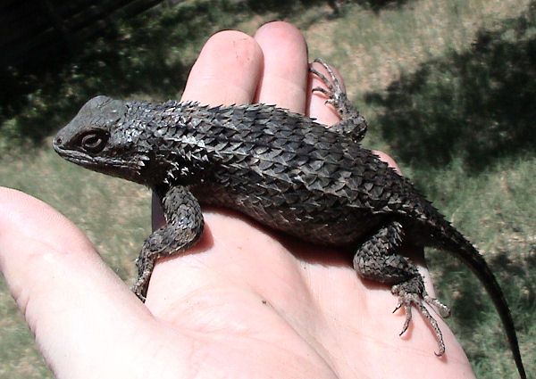 File:Sceloporus olivaceus.jpg