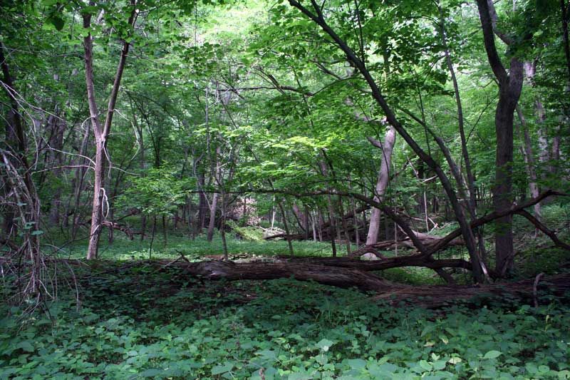 File:Stoneparkwoods.jpg