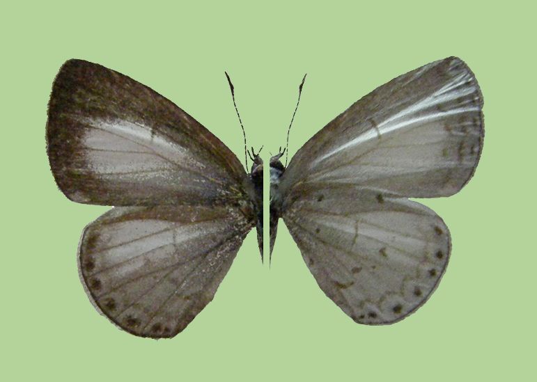 File:Udara placidula kawazoei, female.JPG