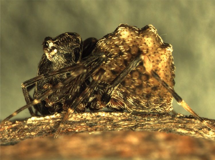 File:Zephyrarchaea mainae, Bremer Bay, Western Australia.jpg