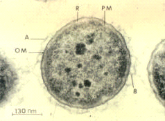 File:ASalmonicida.png