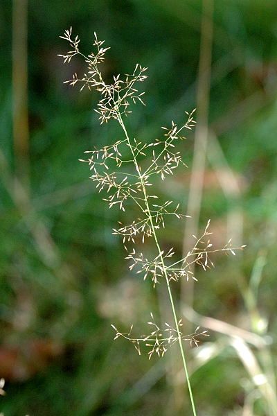 File:Agrostis.canina.jpg