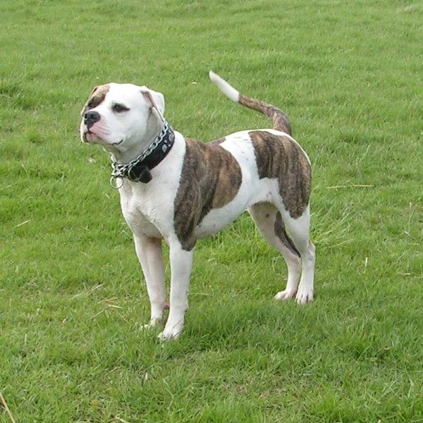 File:American Bulldog 600.jpg