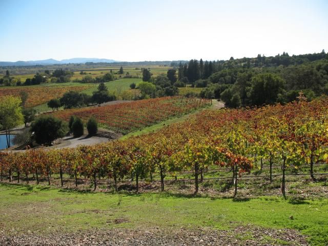 File:Armida Winery vineyards 0001.jpg