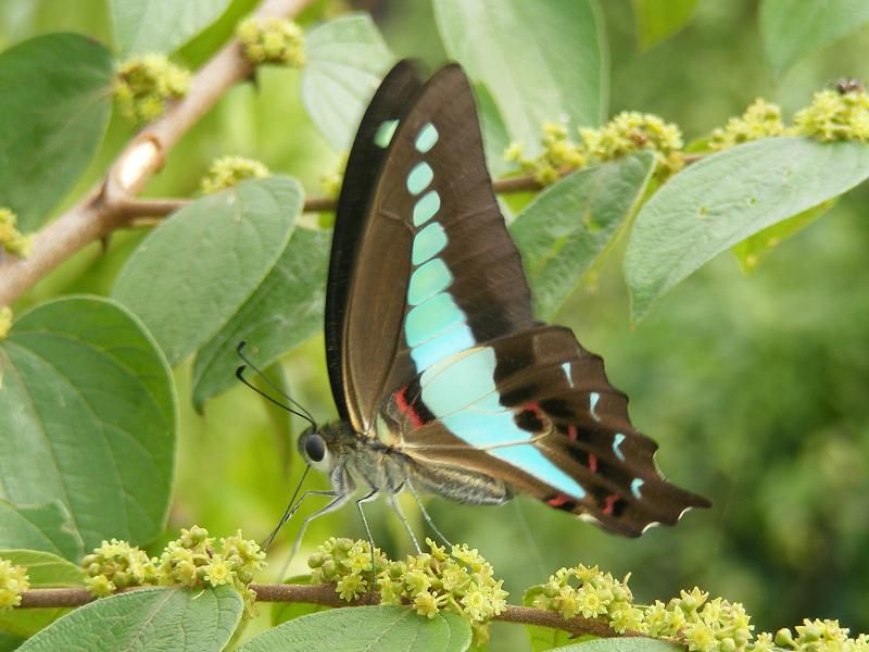 File:Blue Bottle (1685707942).jpg