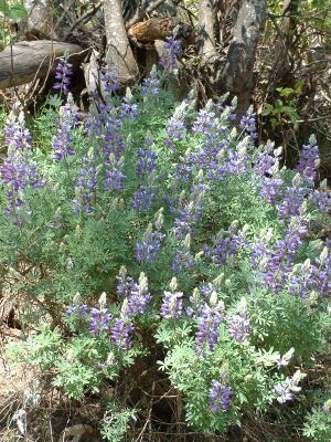 File:BushLupin.jpg