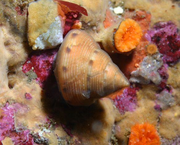 File:Calliostoma gloriosum.jpg