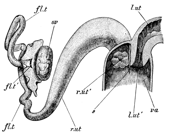 File:Cambridge Natural History Mammalia Fig 047.png