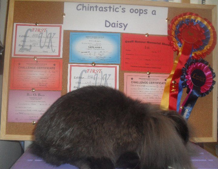 File:Chintastic's Oops a Daisy, Mini Lion Lop.jpg