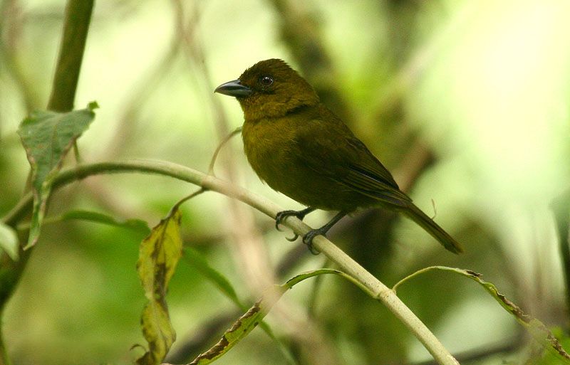 File:Chlorothraupis carmioli -Costa Rica-8.jpg