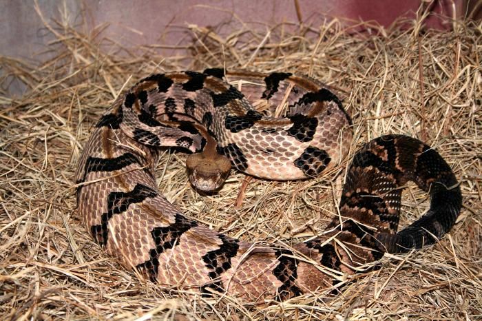 File:Crotalus horridus.jpg