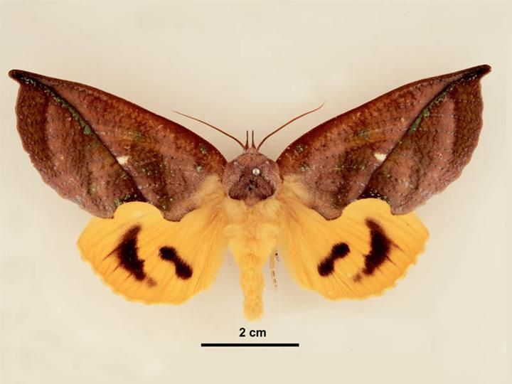 File:Eudocima aurantia female dorsal.jpg