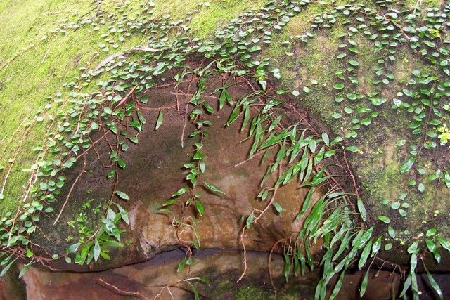 File:Hawkesbury Sandstone & Pyrrosia rupestris Chatswood West.jpg