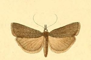 File:Hypochalcia ahenella.JPG