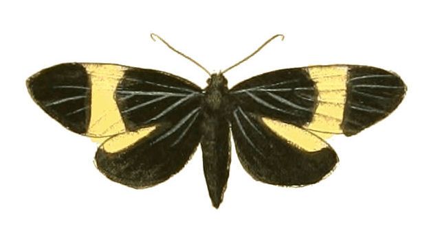 File:Illustrations of Exotic Entomology Callimorpha Caenea.jpg