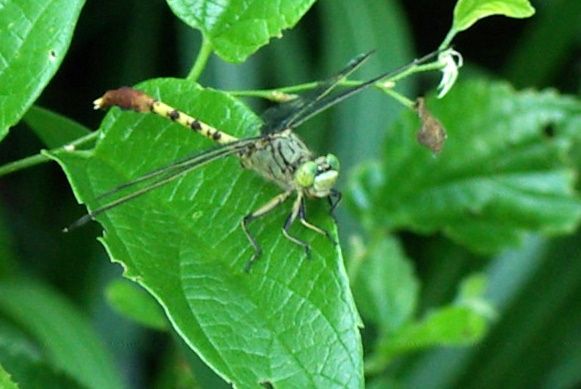 File:Jade Clubtail Arigomphus submedianus 2009-06-13.jpg