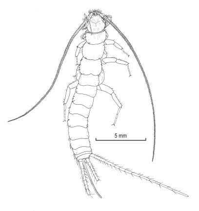 File:Maindronia bashagardensis (10.3853-j.2201-4349.72.2020.1760) Figure 6.jpg