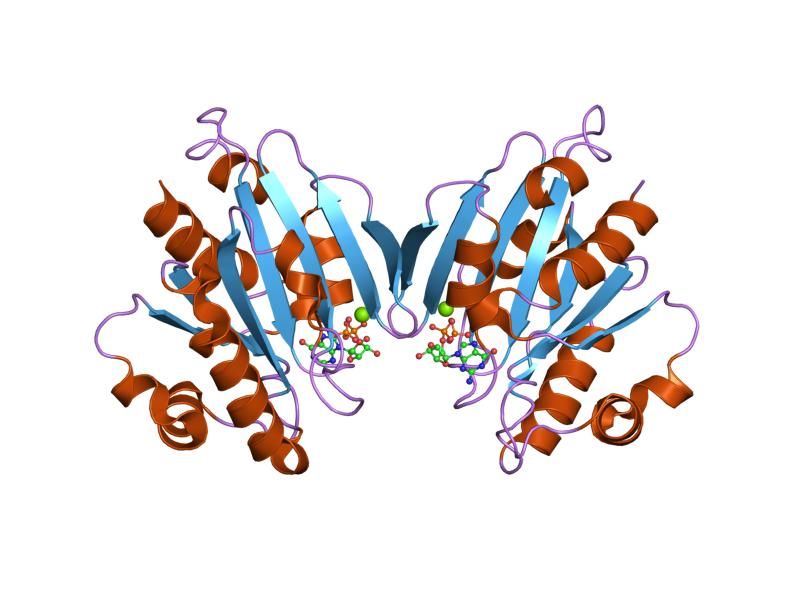 File:PDB 1z6x EBI.jpg