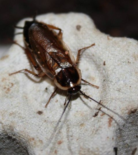 File:Parcoblatta pennsylvanica adult female North Carolina.jpg