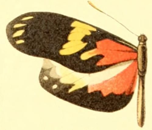 File:Patia cordillera larunda.JPG