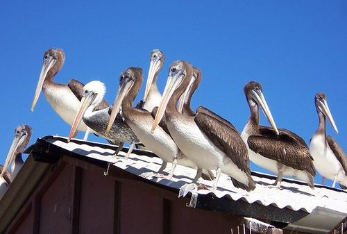 File:Pelecanus thagus Chile.jpg