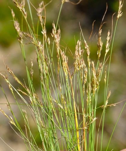 File:S exilis inflorescences-NH.jpg