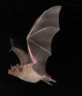 File:Southern long-nosed bat.jpg