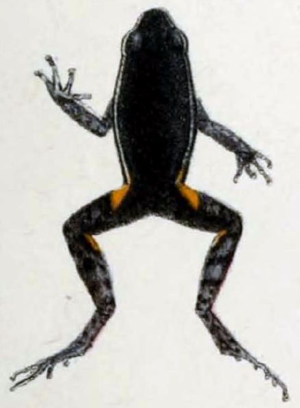 File:Ameerega hahneli (Boulenger, 1884) (part).jpg