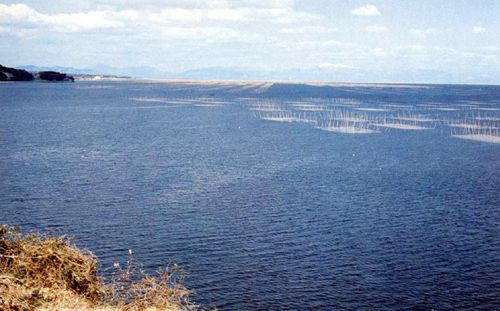 File:Ariake Sea Seaweed catching nets.jpg