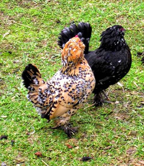 File:Belgian d'Uccle Bantams.jpg