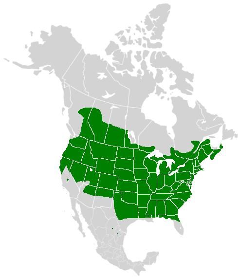 File:Cercyonis pegala range map.JPG