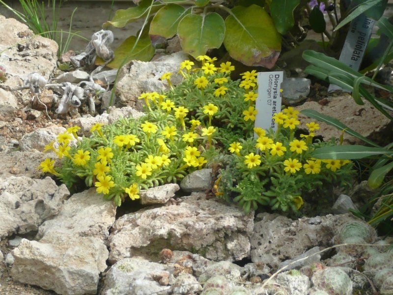 File:Dionysia089.JPG