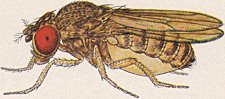 File:Drosophila mojavensis female.png