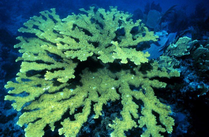 File:Elkhorn coral.jpg