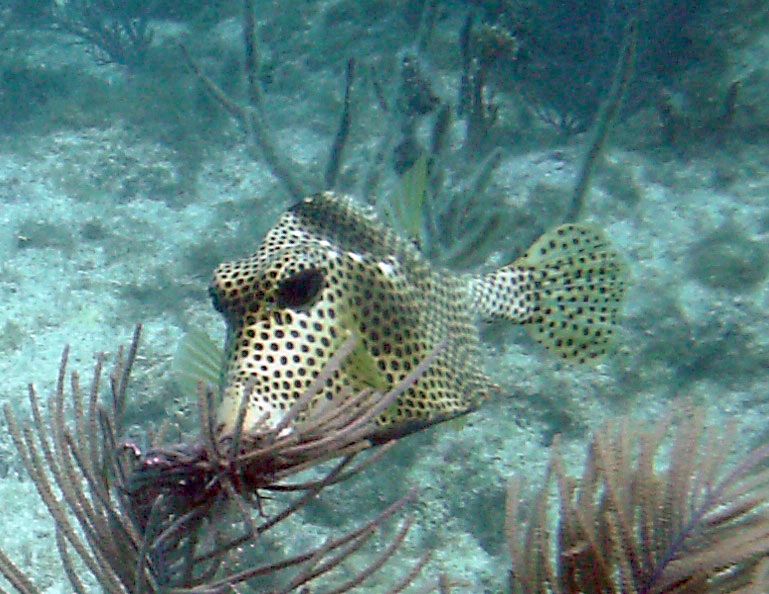 File:Lactophrys Pickles Reef.jpg