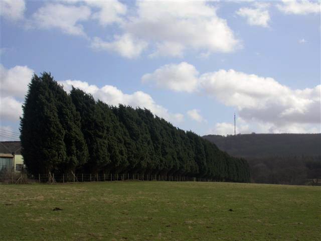 File:Leylandii - geograph.org.uk - 146076.jpg