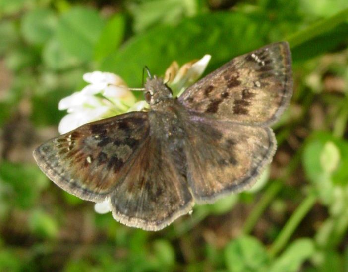 File:Mottled Duskywing Butterfly in Wild.jpg